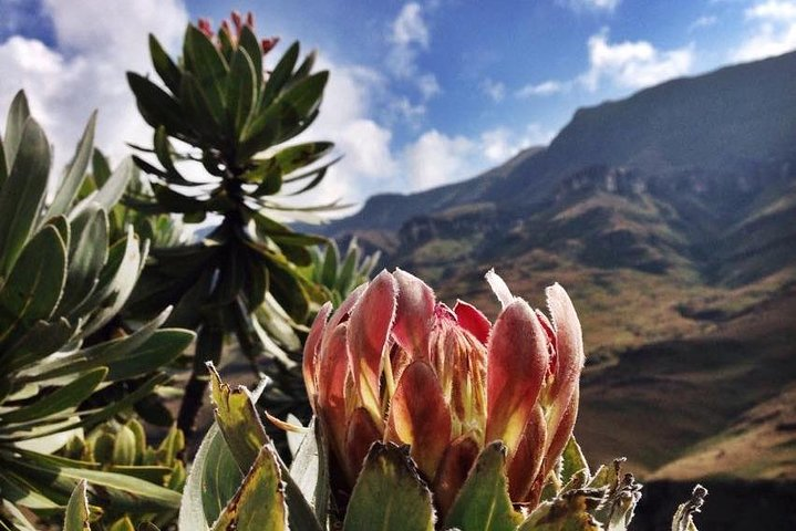 Durban: Journey along the Epic Sani Pass & Lesotho Tour in Durban